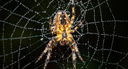 Garden orb spider