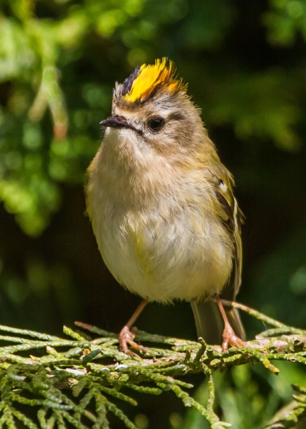 Goldcrest