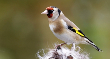 Goldfinch collecting nesting material