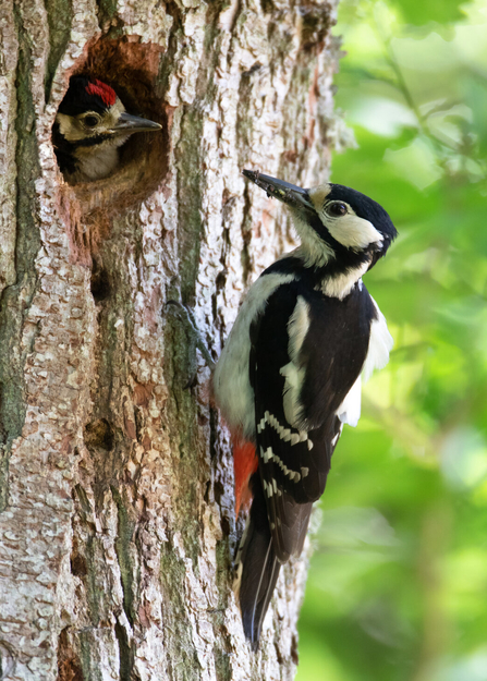 Great Spotted Woodpecker