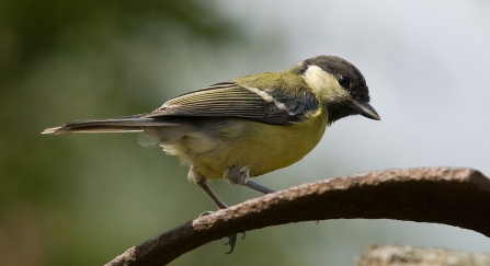 Great tit