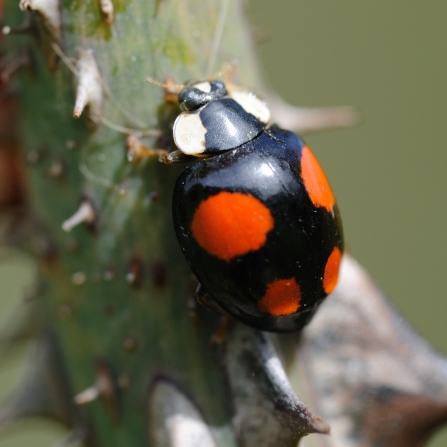 Harlequin Ladybird