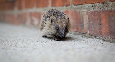 Hedgehog