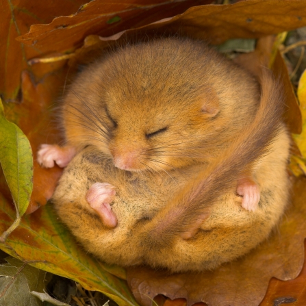 Dormouse hibernating