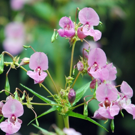 Himalayan balsam