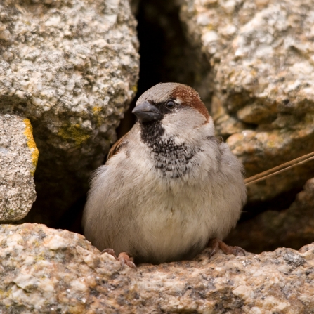 House sparrow