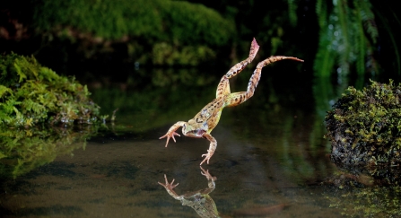 Frog leaping into pond