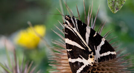 jersey tiger moth