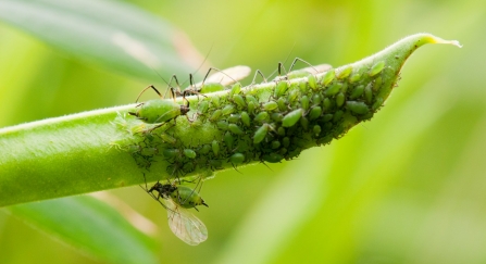 Aphids on plant stem