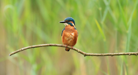 Kingfisher