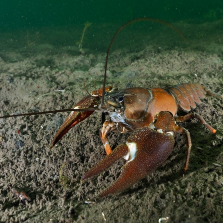 Signal crayfish in river