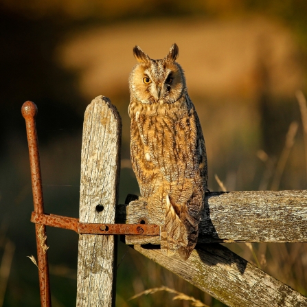 Long-eared owl