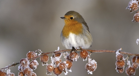 Robin in snow