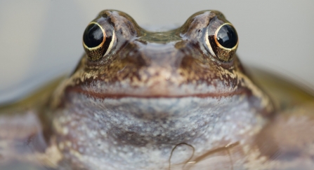 Common Frog in Garden Pond