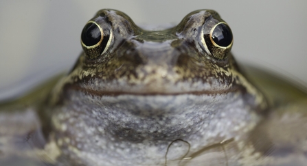 Common frog