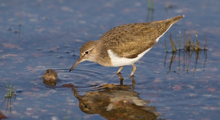 Common sandpiper
