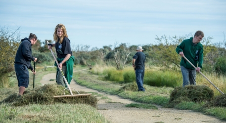 Volunteers raking grass