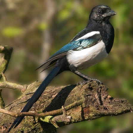 Magpie