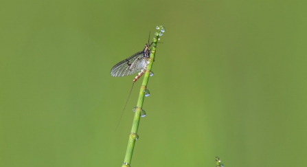 Mayfly