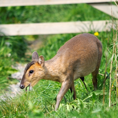 Muntjac deer