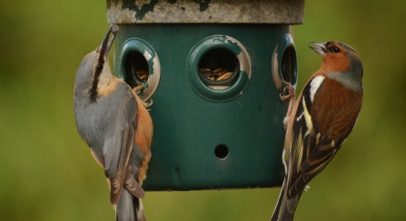 Nuthatch and chaffinch on bird feeder