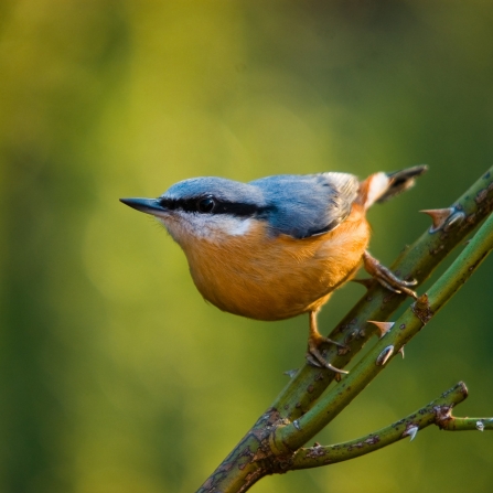 Nuthatch