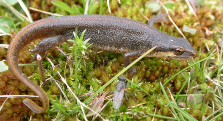 Palmate newt