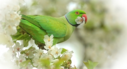 Ring-necked parakeet among flowers