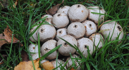 Common puffballs