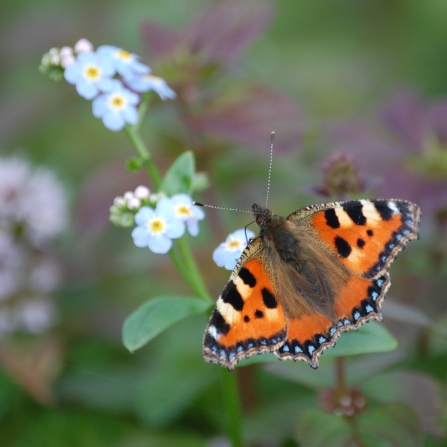 Small tortoiseshell butterfly on flowers