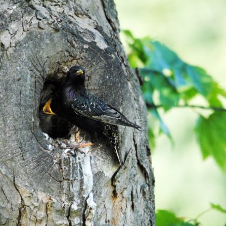 Starling nest