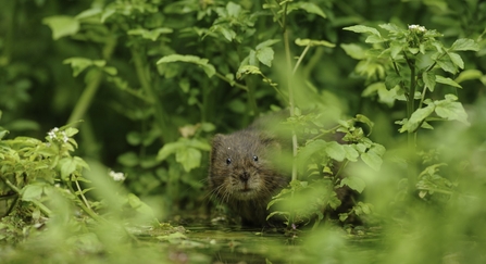 Water Vole (Arvicola amphibius)