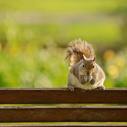 Grey Squirrel (Sciurus carolinensis) Regent's Park, London