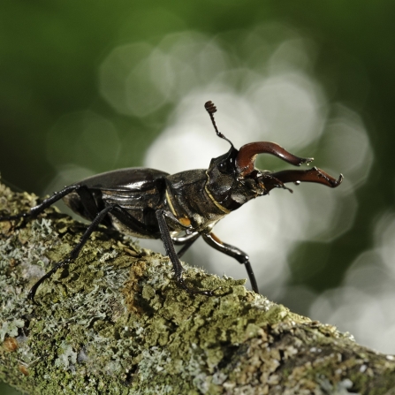 Stag Beetle