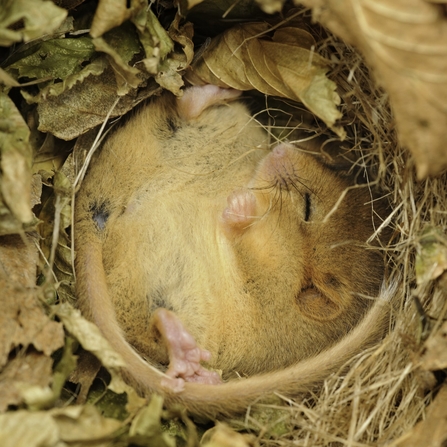 Dormouse