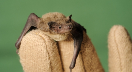 Nathusius Pipistrelle bat