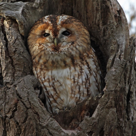 Tawny owl