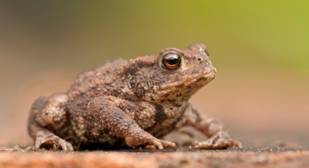 Common toad