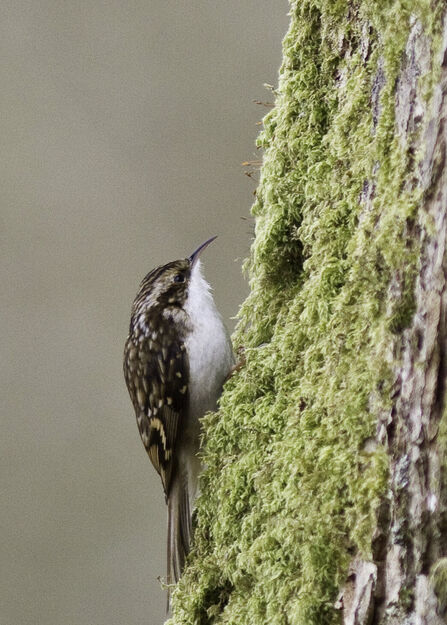 Treecreeper