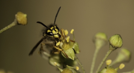 Wasp on ivy flower