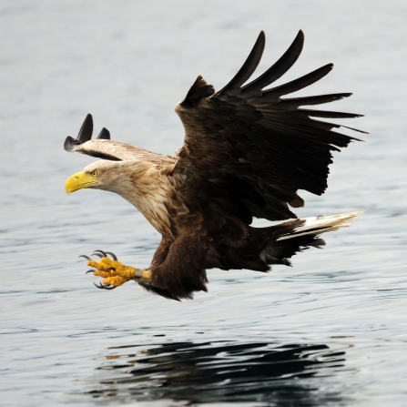 White-tailed eagle