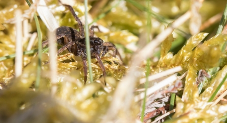 Wolf spider