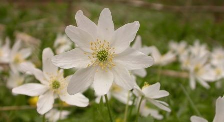 Wood anemone