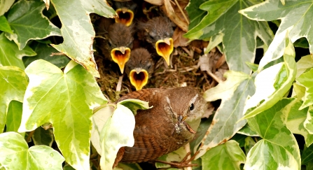 Wren nest