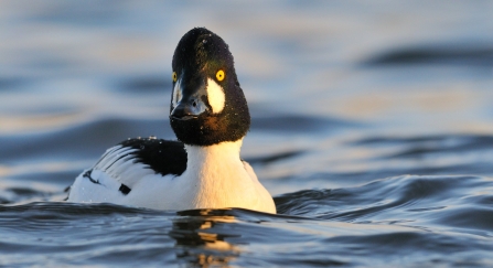 Goldeneye on water