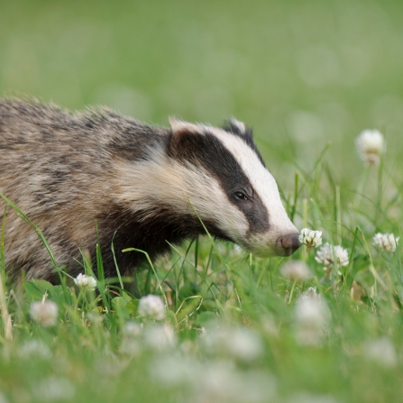 A badger sniffing a flower