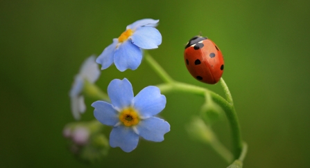 7 spot ladybird