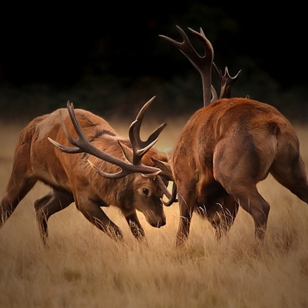 Red deer fight