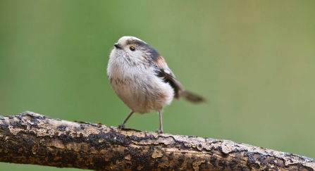 Long-tailed tit