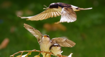 House martins